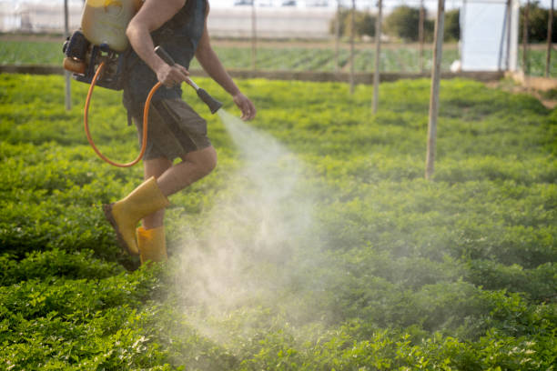Best Wasp Removal Services  in Mission, SD